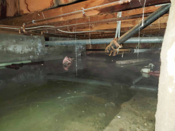 Best Professional water damage repair  in Carpentersvle, IL