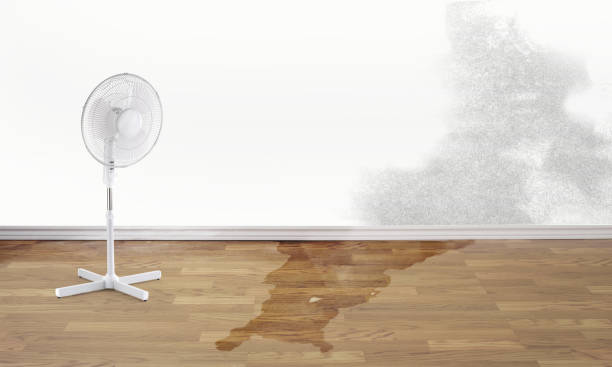 Best Mold removal after water damage  in Carpentersvle, IL